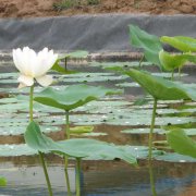 藕池防滲膜 藕池防滲膜